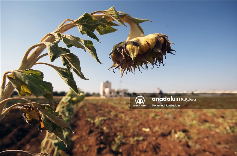 ارتفاع الحرارة في الاردن يقصر عمر المزروعات الصيفية 