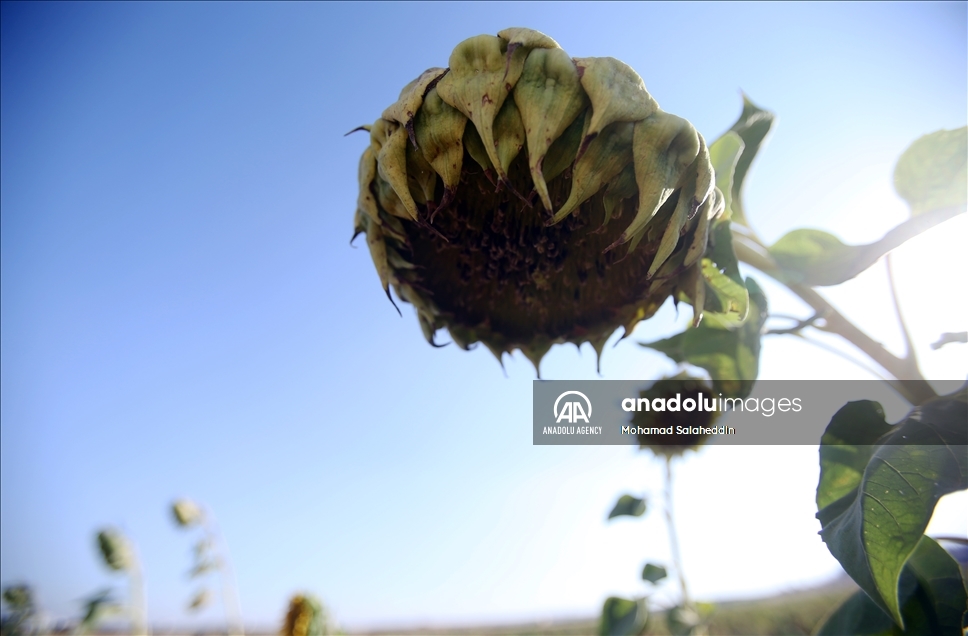 ارتفاع الحرارة في الاردن يقصر عمر المزروعات الصيفية 