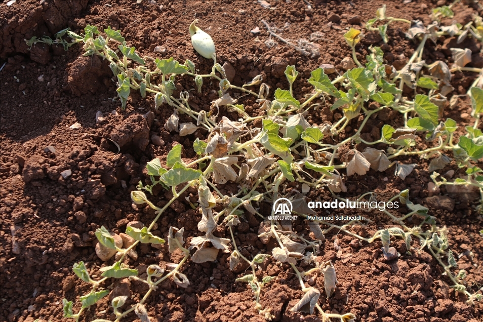 ارتفاع الحرارة في الاردن يقصر عمر المزروعات الصيفية 