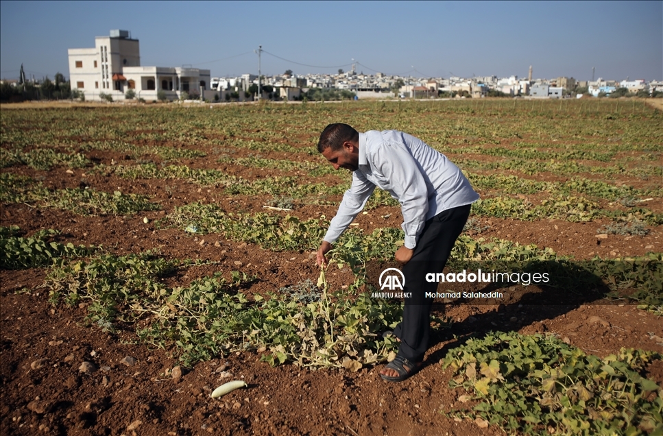 ارتفاع حرارة المناخ بالأردن يقصر عمر المزروعات الصيفية
