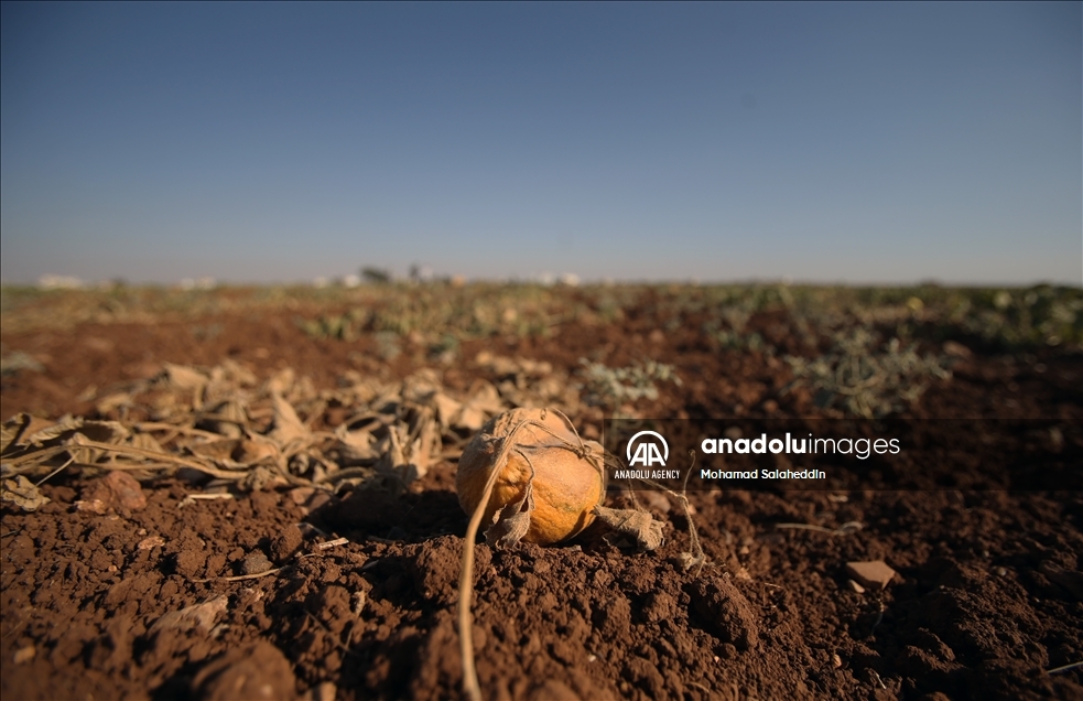 ارتفاع حرارة المناخ بالأردن يقصر عمر المزروعات الصيفية