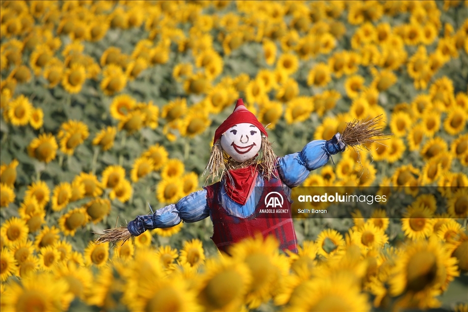 Ahead of the "Sunflower and Scarecrow Festival" in Kirklareli