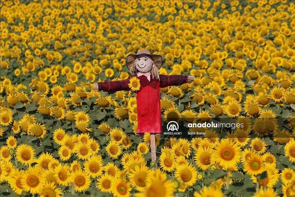 Ahead of the "Sunflower and Scarecrow Festival" in Kirklareli