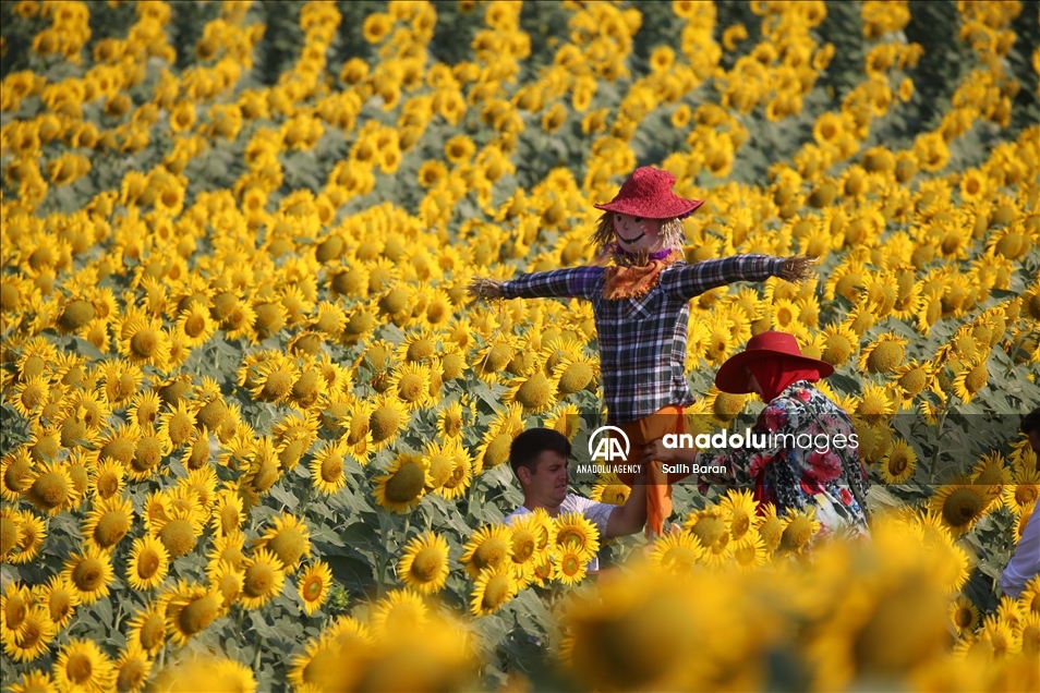 Ahead of the "Sunflower and Scarecrow Festival" in Kirklareli