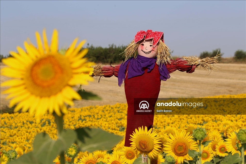Ahead of the "Sunflower and Scarecrow Festival" in Kirklareli