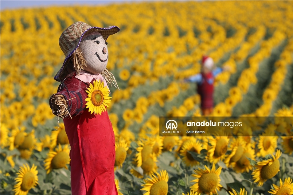 Ahead of the "Sunflower and Scarecrow Festival" in Kirklareli