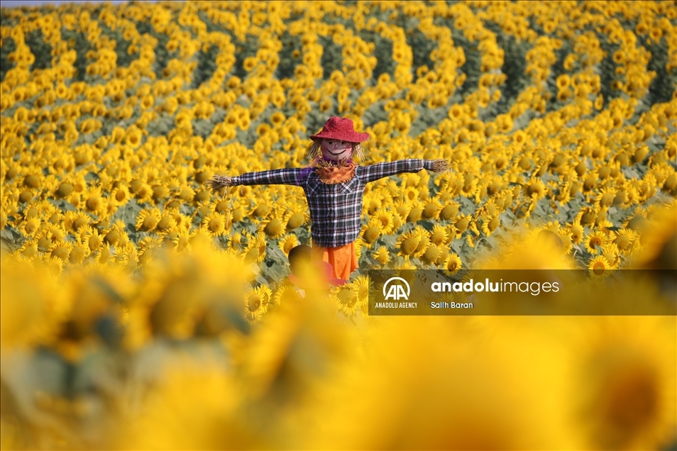 Ahead of the "Sunflower and Scarecrow Festival" in Kirklareli