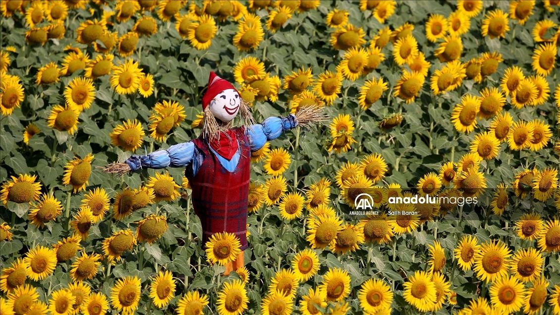 Ahead of the "Sunflower and Scarecrow Festival" in Kirklareli