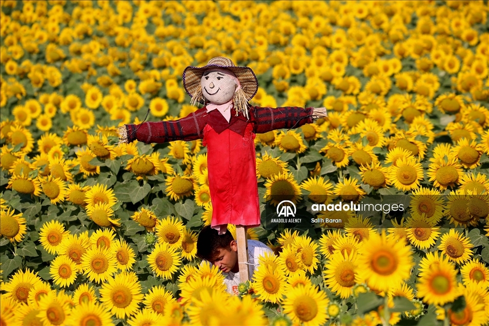 Ahead of the "Sunflower and Scarecrow Festival" in Kirklareli