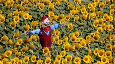 Ahead of the "Sunflower and Scarecrow Festival" in Kirklareli