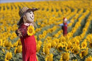 Coloridos campos de girasoles en Turquía