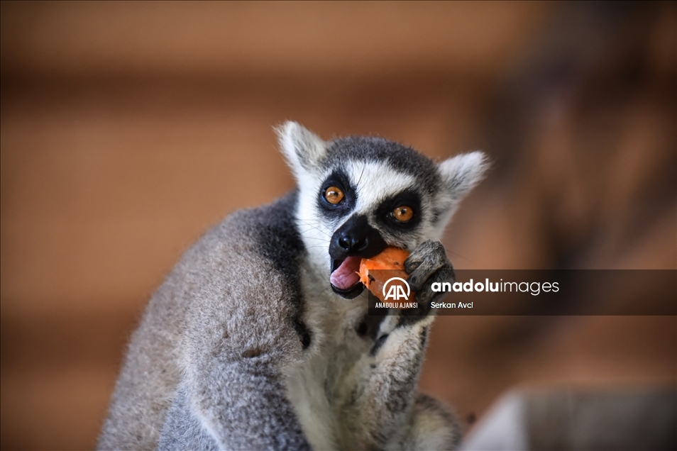 Tarsus Doğa Parkı'nın "Madagaskarlı" sakinleri: Lemurlar