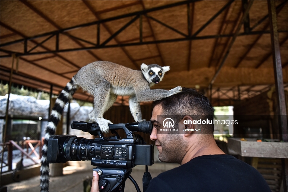 Tarsus Doğa Parkı’nın “Madagaskarlı” sakinleri: Lemurlar