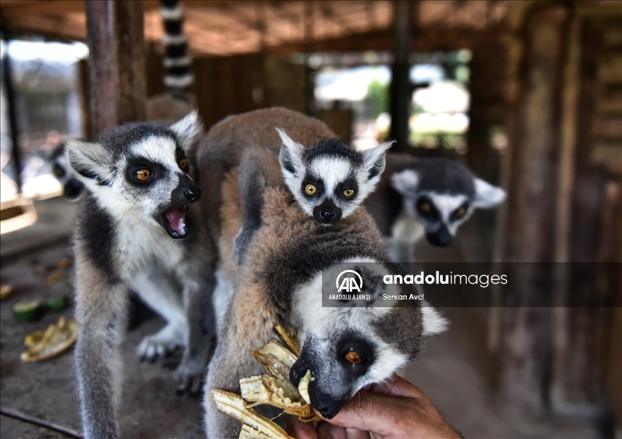 Tarsus Doğa Parkı'nın "Madagaskarlı" sakinleri: Lemurlar