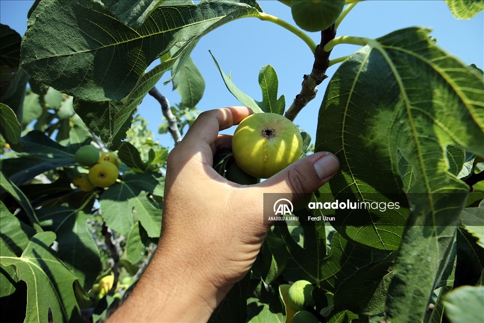 Dünyaca ünlü Aydın incirinde hasat başladı
