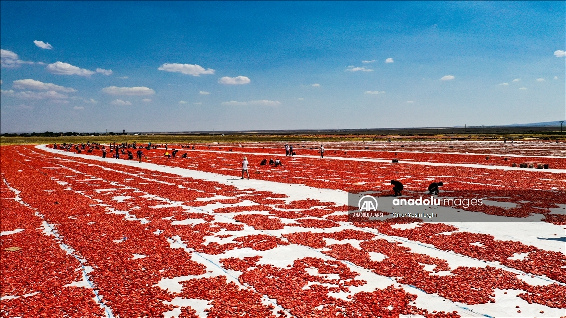 Karacadağ'da 4 bin dönüm arazide üretilen domates kurutulduktan sonra dünya sofralarına lezzet katacak