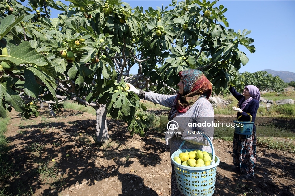 Dünyaca ünlü Aydın incirinde hasat başladı
