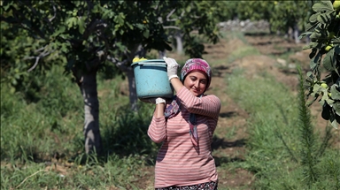 Dünyaca ünlü Aydın incirinde hasat başladı