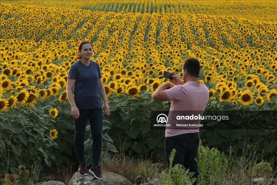 Samsun'da ayçiçeği tarlaları doğal fotoğraf stüdyosuna dönüştü