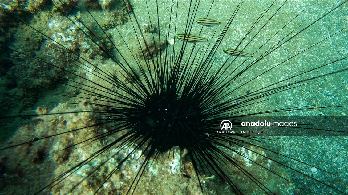 Doğu Akdeniz'deki fay kırığı deniz canlılarına yuva oldu