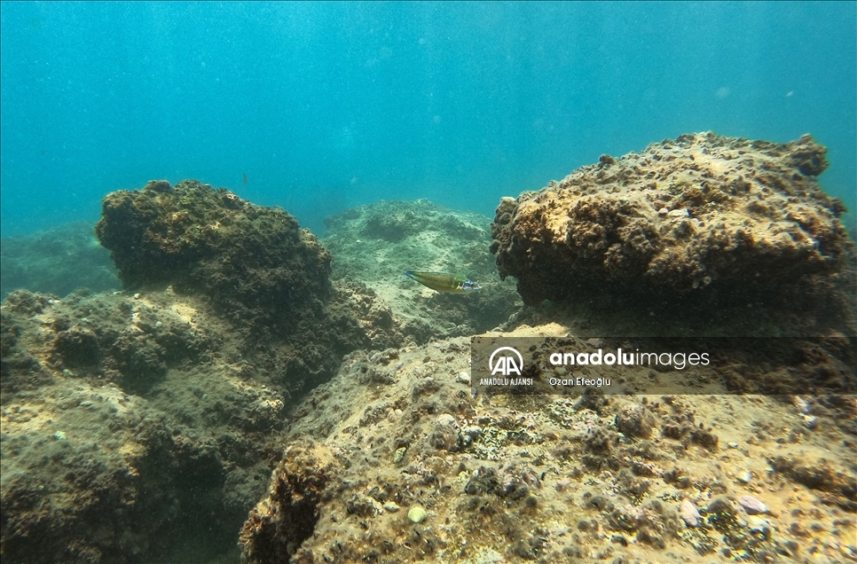 Doğu Akdeniz'deki fay kırığı deniz canlılarına yuva oldu