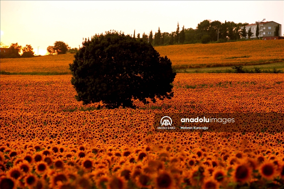 Samsun'da ayçiçeği tarlaları doğal fotoğraf stüdyosuna dönüştü