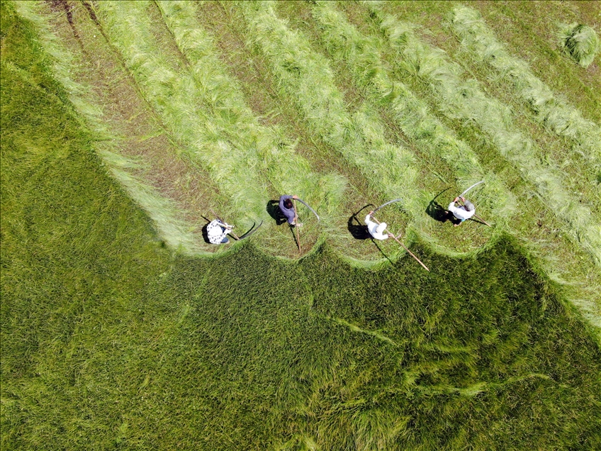 Ağrı'nın dağlık köylerinde çiftçilerin asırlık tırpanlarla zorlu ot biçme mesaisi