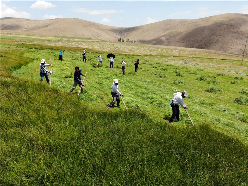 Ağrı'nın dağlık köylerinde çiftçilerin asırlık tırpanlarla zorlu ot biçme mesaisi