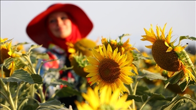 Sarıya bürünen ayçiçeği tarlalarında foto safari düzenlendi