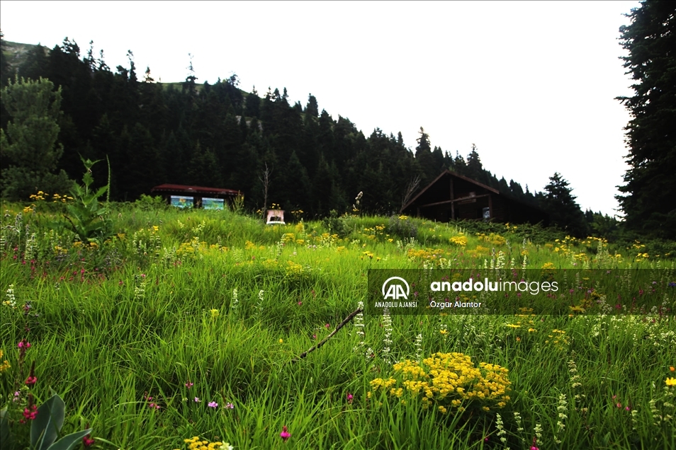 Ilgaz Dağı kışın kayakçıları, yazın serinlemek isteyen doğaseverleri ağırlıyor