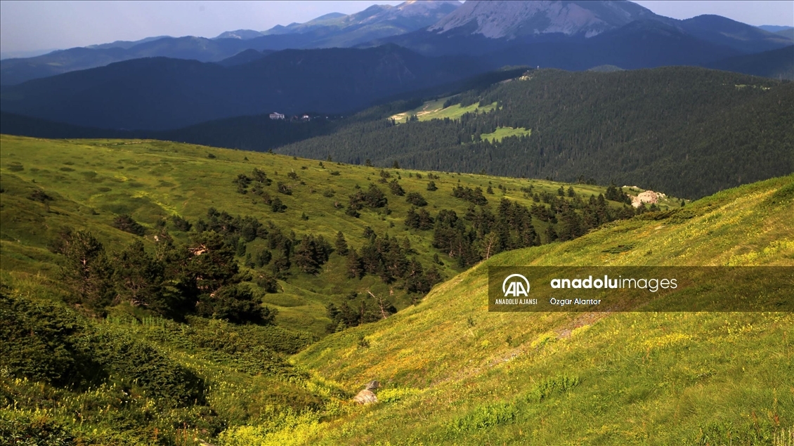 Ilgaz Dağı kışın kayakçıları, yazın serinlemek isteyen doğaseverleri ağırlıyor
