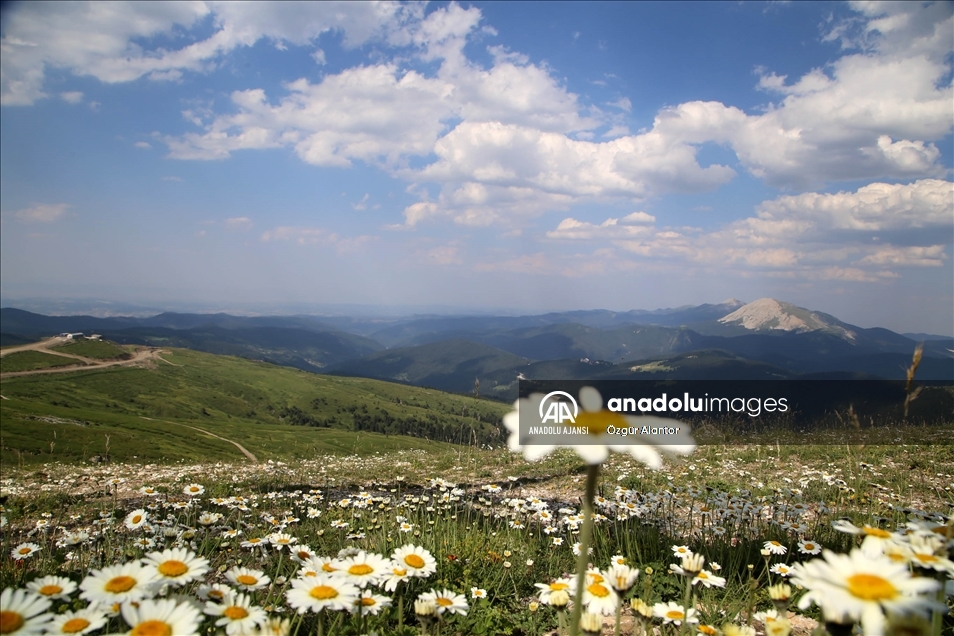 Ilgaz Dağı kışın kayakçıları, yazın serinlemek isteyen doğaseverleri ağırlıyor