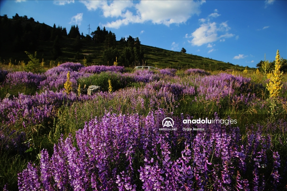Ilgaz Dağı kışın kayakçıları, yazın serinlemek isteyen doğaseverleri ağırlıyor