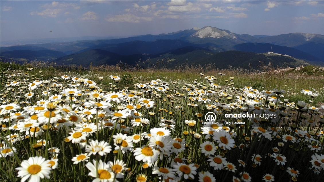 Ilgaz Dağı kışın kayakçıları, yazın serinlemek isteyen doğaseverleri ağırlıyor