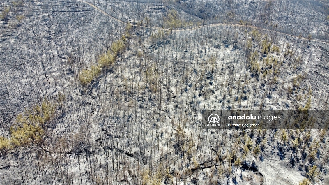 Osmaniye'deki orman yangınına müdahale ediliyor