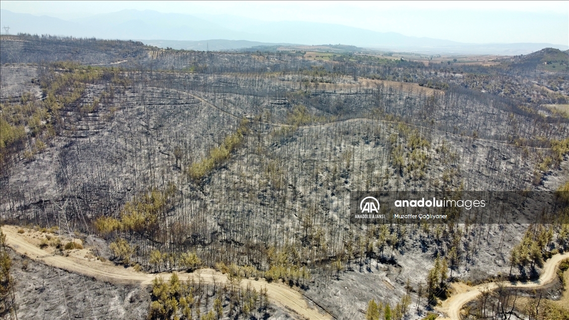 Osmaniye'deki orman yangınına müdahale ediliyor