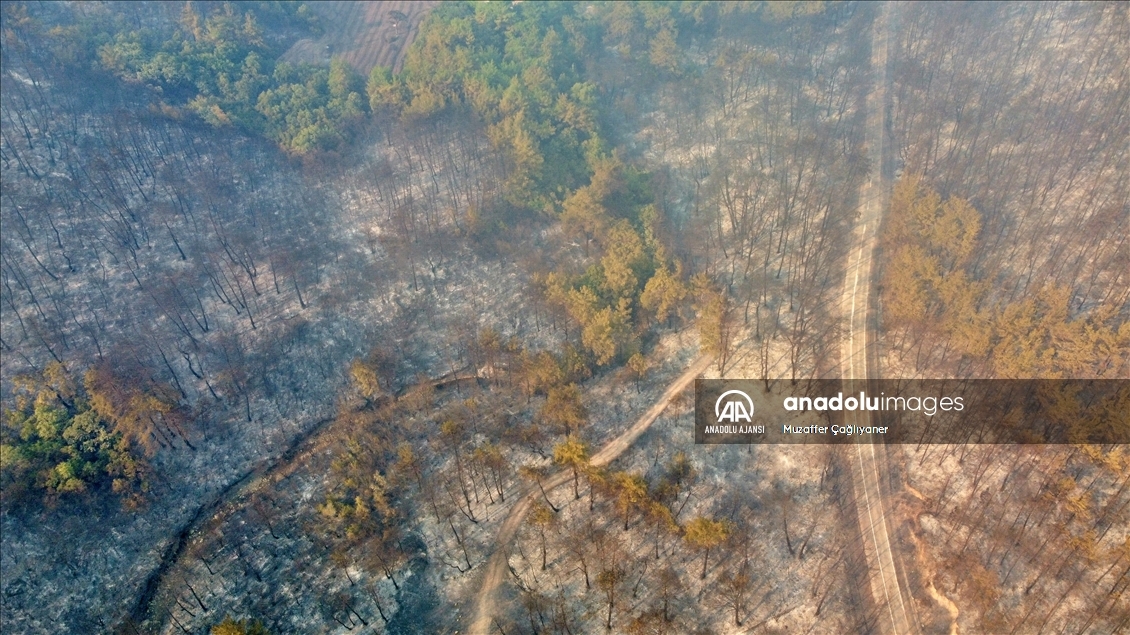 Osmaniye'deki orman yangınına müdahale ediliyor