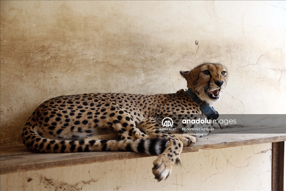 اليمن.. حديقة حيوان صنعاء تصارع من أجل البقاء