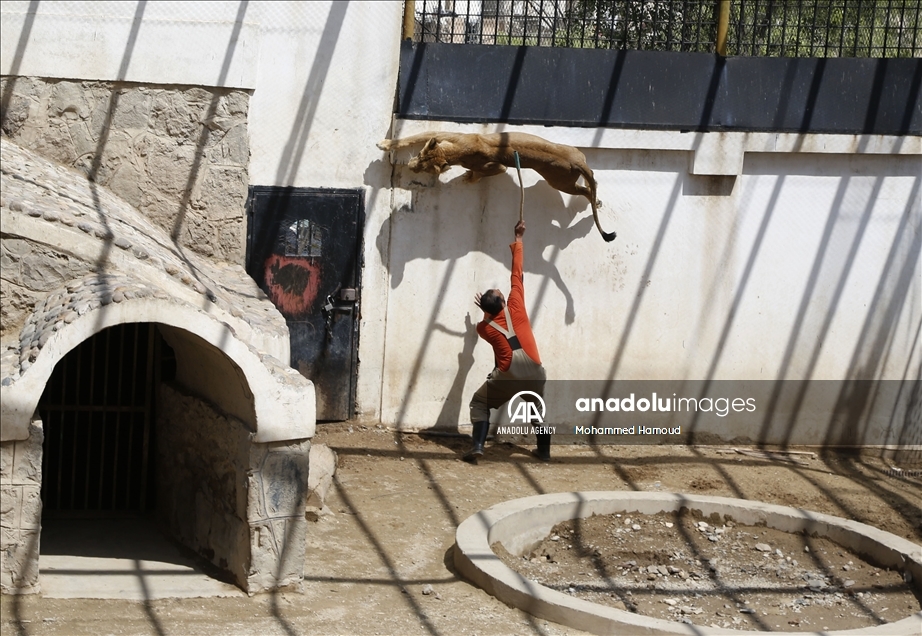 اليمن.. حديقة حيوان صنعاء تصارع من أجل البقاء