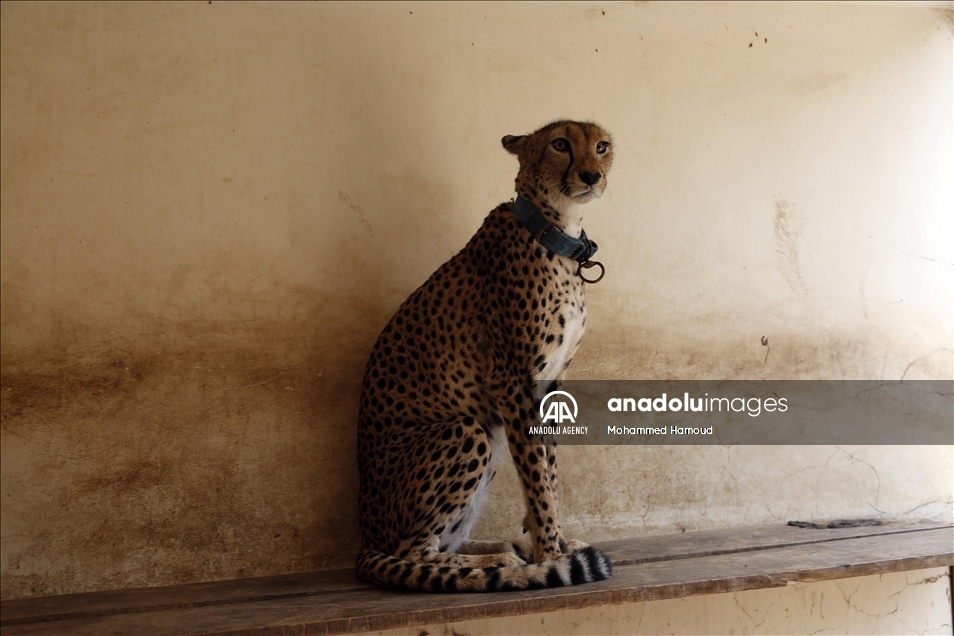 اليمن.. حديقة حيوان صنعاء تصارع من أجل البقاء