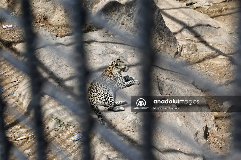 اليمن.. حديقة حيوان صنعاء تصارع من أجل البقاء