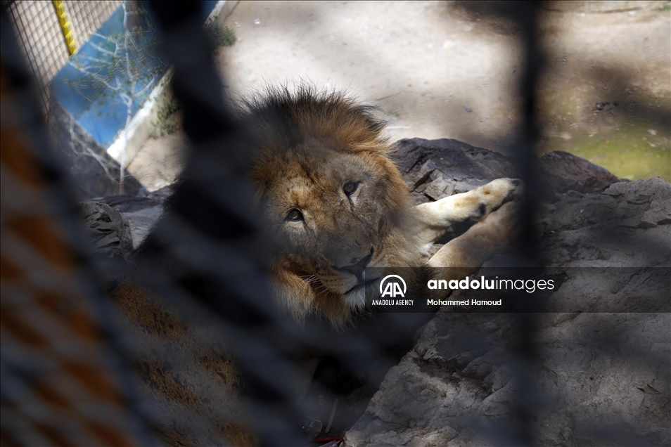 اليمن.. حديقة حيوان صنعاء تصارع من أجل البقاء