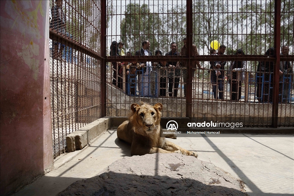 اليمن.. حديقة حيوان صنعاء تصارع من أجل البقاء