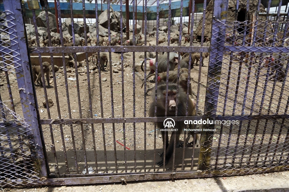 اليمن.. حديقة حيوان صنعاء تصارع من أجل البقاء