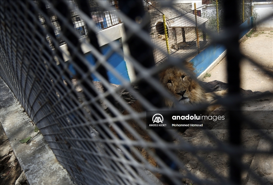 اليمن.. حديقة حيوان صنعاء تصارع من أجل البقاء