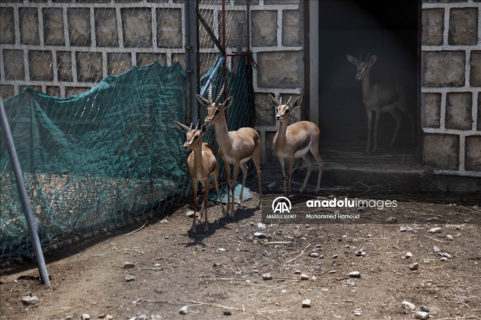 اليمن.. حديقة حيوان صنعاء تصارع من أجل البقاء