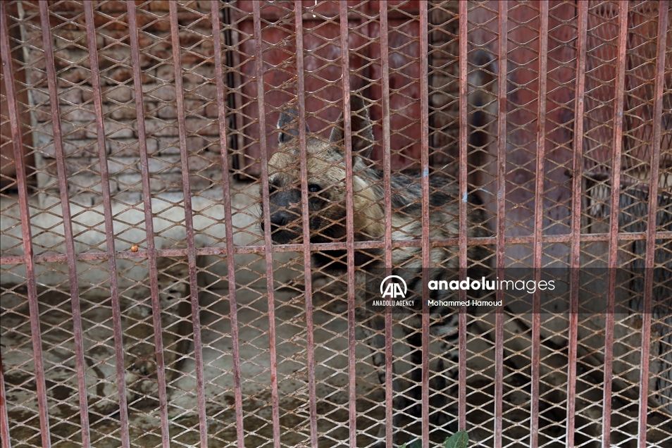 اليمن.. حديقة حيوان صنعاء تصارع من أجل البقاء