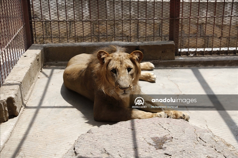 اليمن.. حديقة حيوان صنعاء تصارع من أجل البقاء