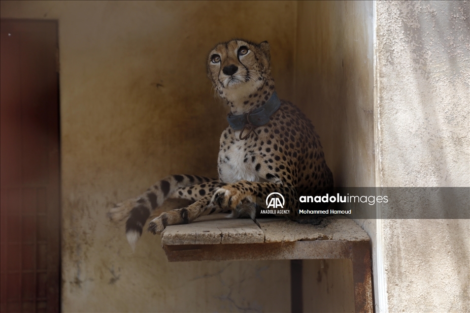 اليمن.. حديقة حيوان صنعاء تصارع من أجل البقاء