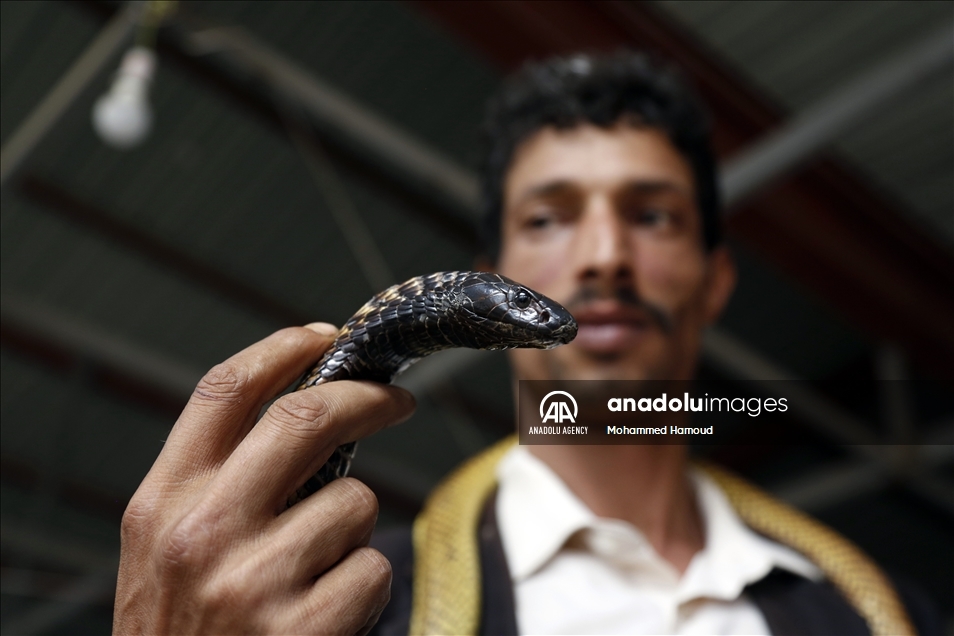 اليمن.. حديقة حيوان صنعاء تصارع من أجل البقاء